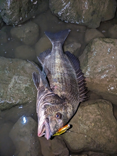 クロダイの釣果