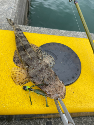 ワニゴチの釣果