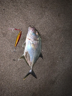 メッキの釣果