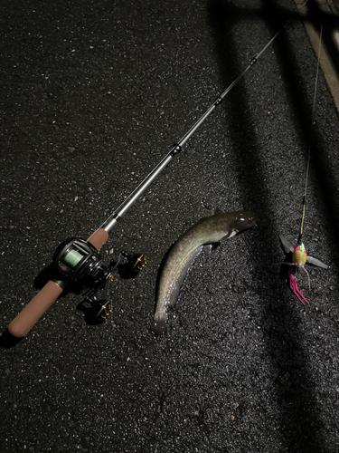 ニホンナマズの釣果