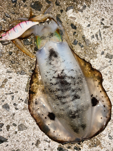 アオリイカの釣果