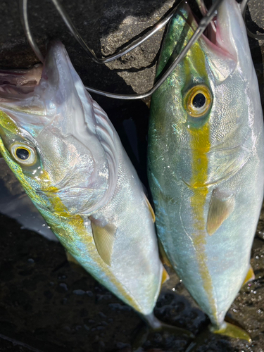 ワカシの釣果