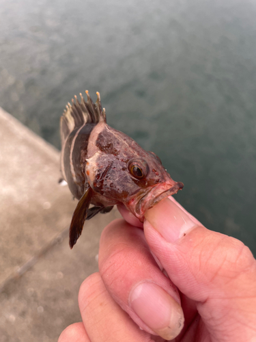 アオハタの釣果