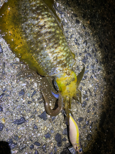 アオリイカの釣果