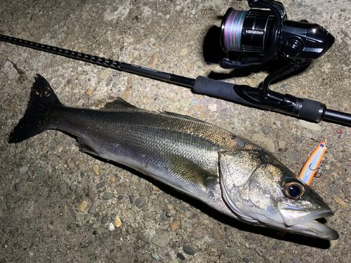 シーバスの釣果