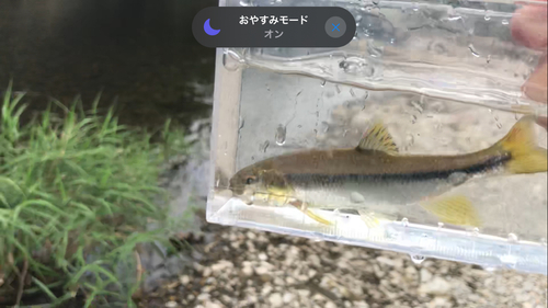 カワムツの釣果