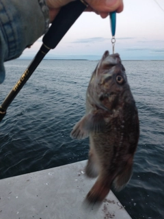 シマソイの釣果