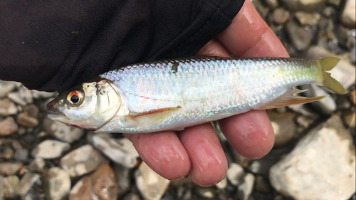 オイカワの釣果