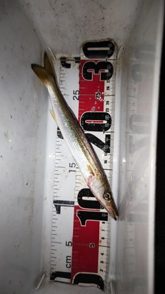 カマスの釣果