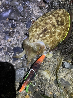 モンゴウイカの釣果