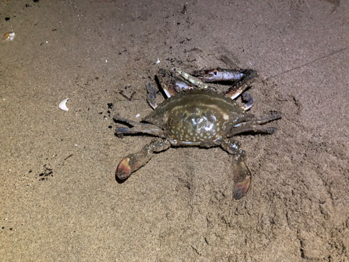 ワタリガニの釣果