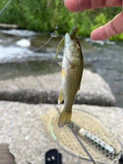 スモールマウスバスの釣果