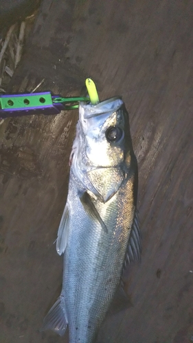 シーバスの釣果