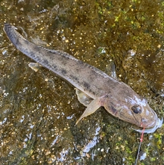 マハゼの釣果