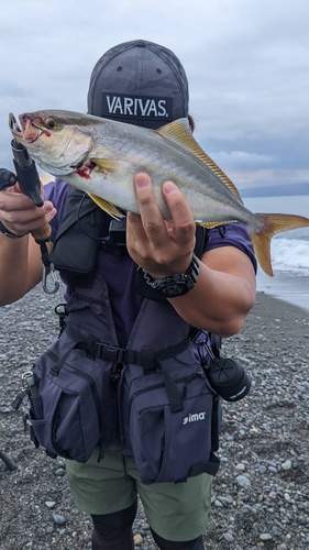 ショゴの釣果