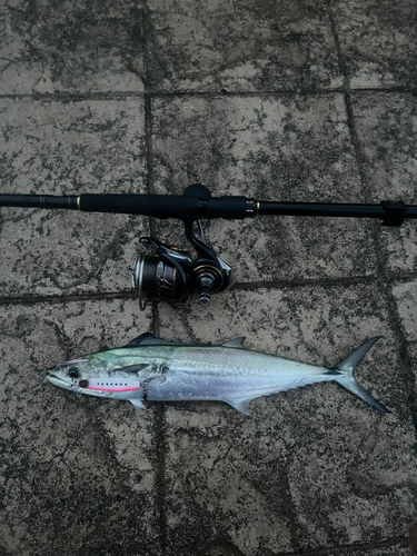 サゴシの釣果