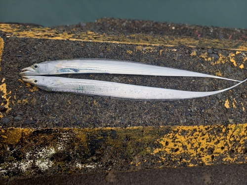 タチウオの釣果