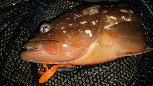 キジハタの釣果