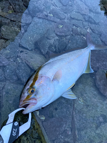 ショゴの釣果