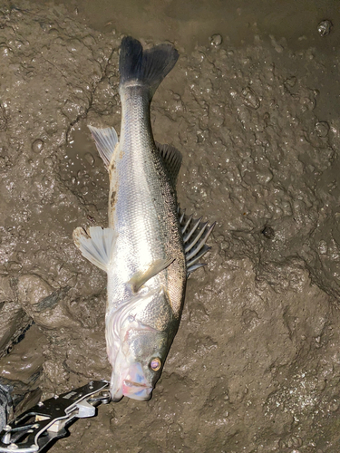 タイリクスズキの釣果