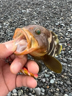 アオハタの釣果