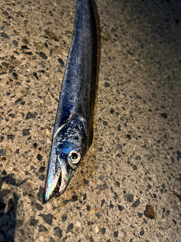 タチウオの釣果