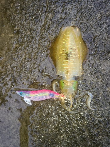 アオリイカの釣果