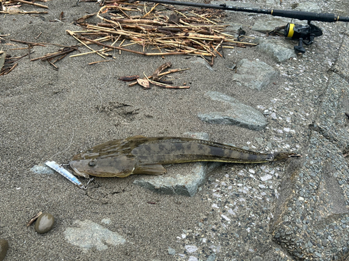 マゴチの釣果