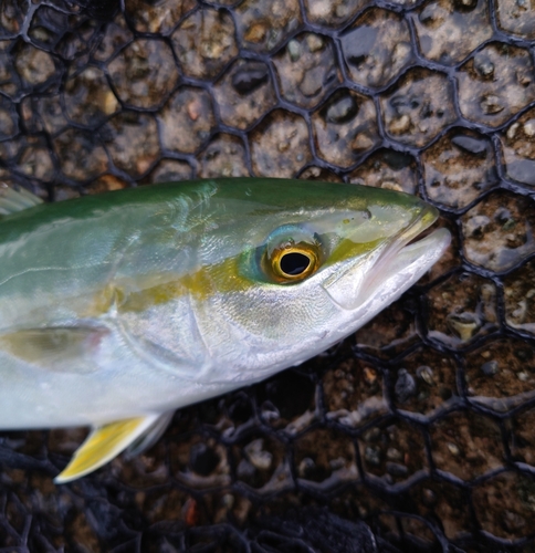 ツバイソの釣果