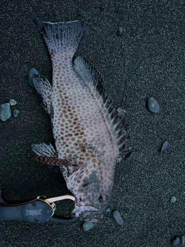 オオモンハタの釣果