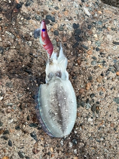 コウイカの釣果