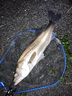 フッコ（マルスズキ）の釣果