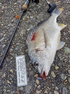 キビレの釣果