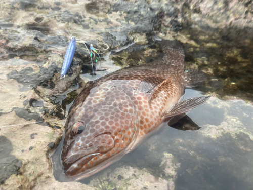 オオモンハタの釣果