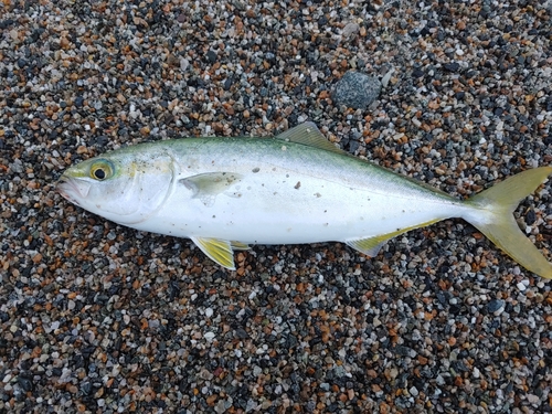 ツバイソの釣果