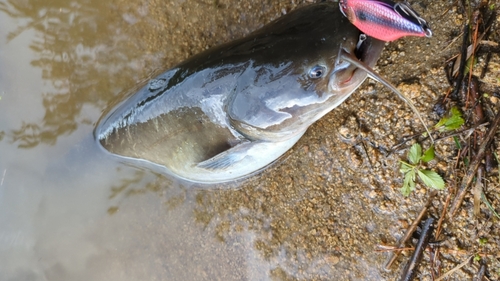 ナマズの釣果