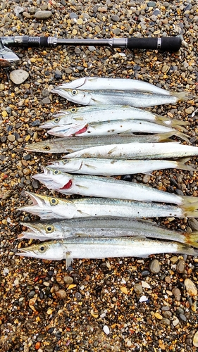 カマスの釣果