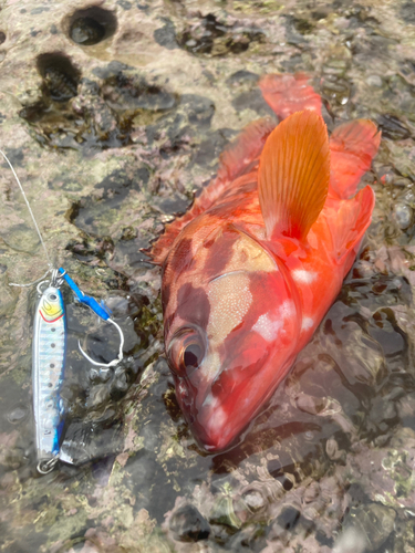 アカハタの釣果