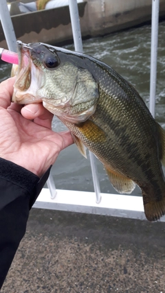 ラージマウスバスの釣果