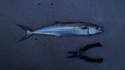 サゴシの釣果