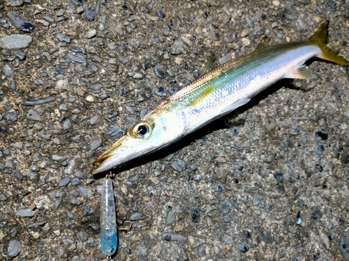 カマスの釣果