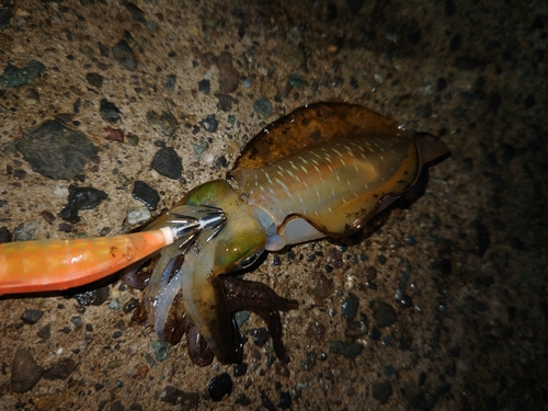 アオリイカの釣果