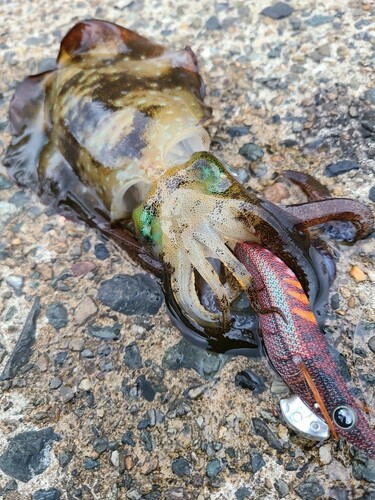 アオリイカの釣果