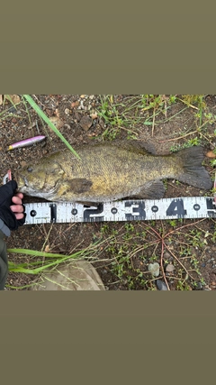 スモールマウスバスの釣果