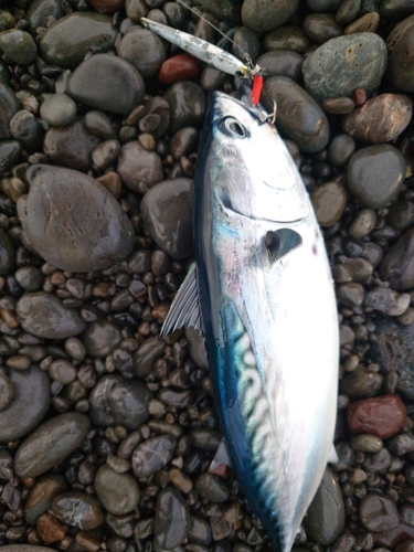 ショゴの釣果