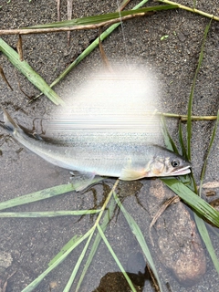 アユの釣果