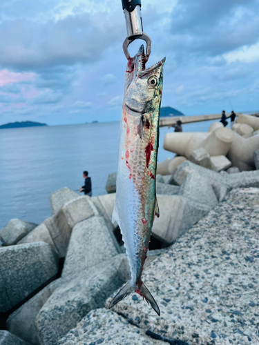 サゴシの釣果