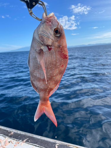 タイの釣果