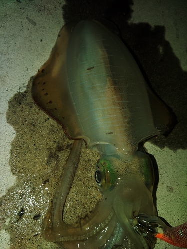 アオリイカの釣果