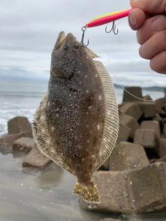 ソゲの釣果